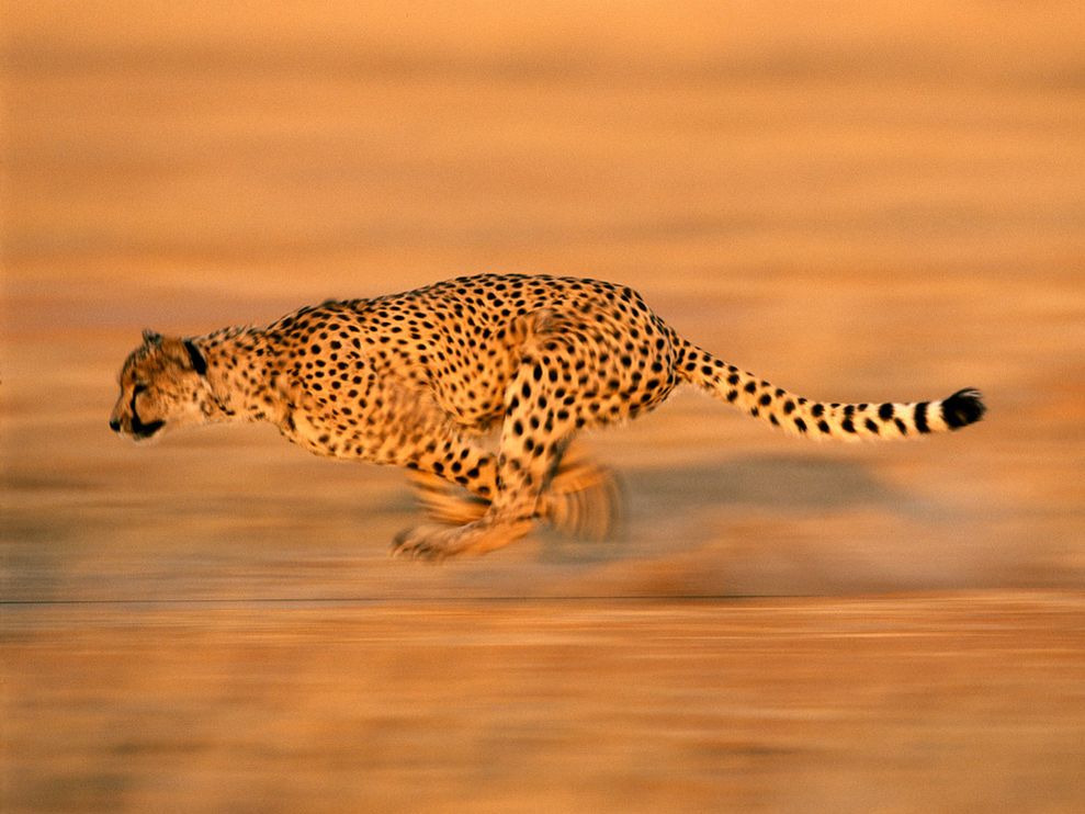 cheetah_running