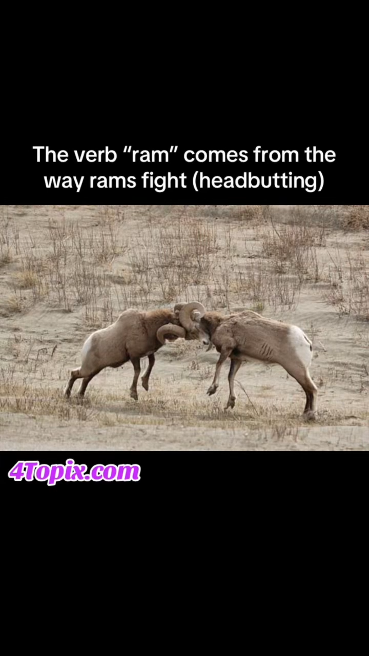The verb "ram" as in "ram into it" comes from the way rams fight each other