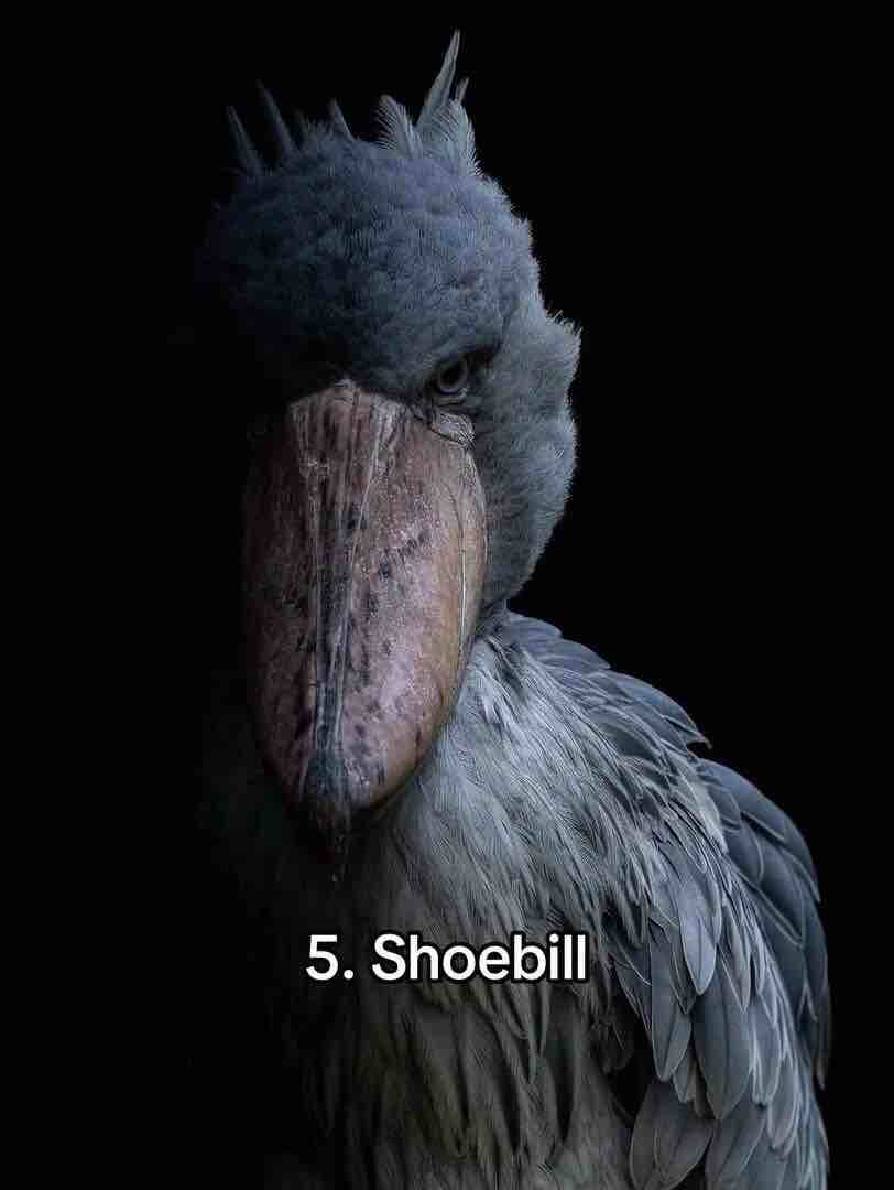Video of 10 rare species found in the Congo Basin