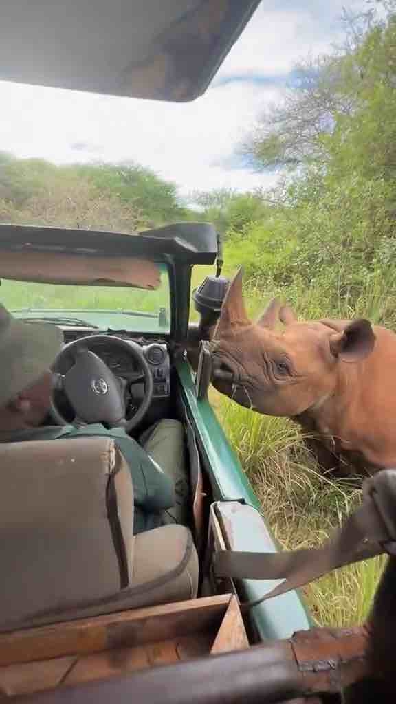 Encountered a rhino in the Maasai Mara in Nairobi, Kenya