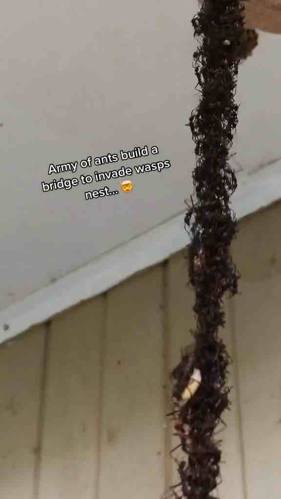 Army of ants build bridge to invade wasps nest