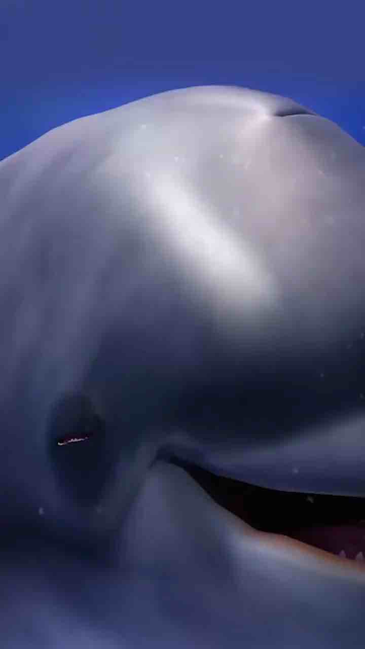 Dolphins intentionally get high by biting puffer fishes who release neurotoxins.