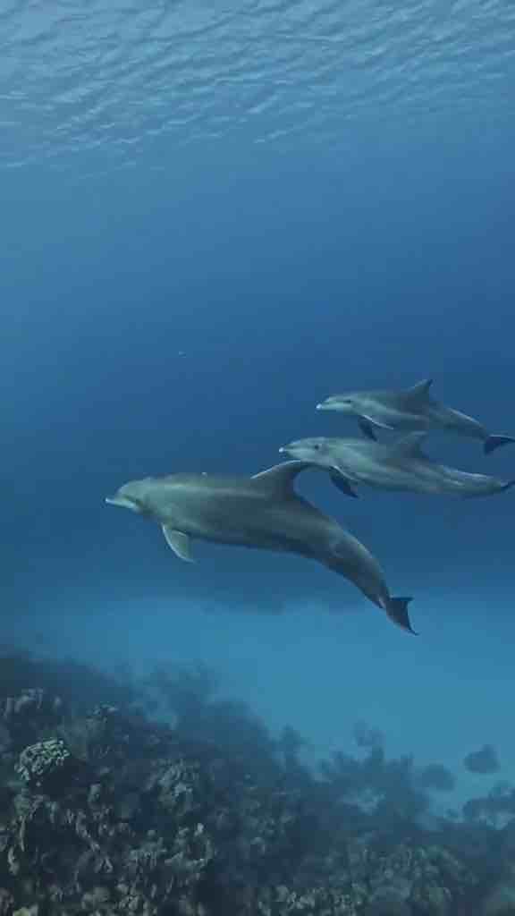 Sharks vs Dolphins - sharks are larger and hunt alone but dolphins are faster and hunt in pods, attack one dolphin and they gang up on you. Dolphin skeletons are made of bone which is much harder than then the cartilage made skeleton of sharks.

Dolphins are famous for their intelligence.