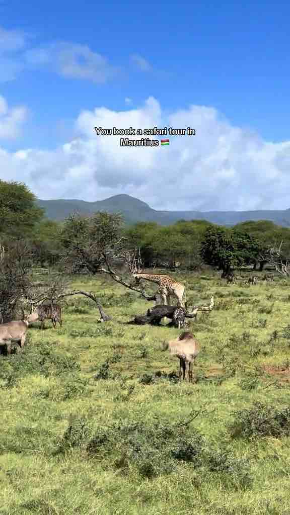 Casela Park in Mauritius has giraffes and zebras