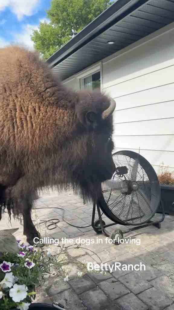 A bison walked into their garden and started enjoying the fan 😂❤️