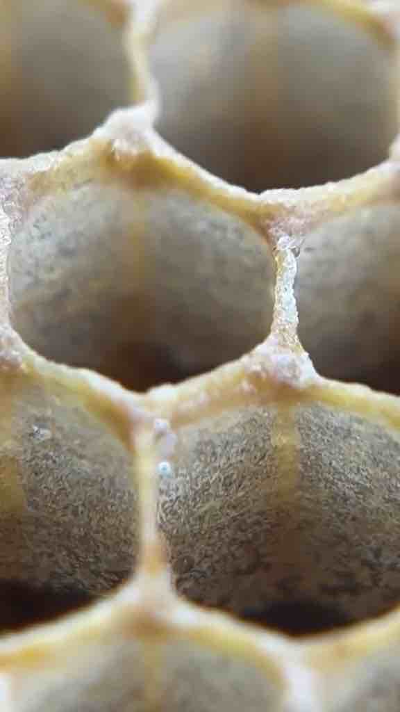 Why bee honeycomb cells have hexagonal shapes (video by @bowserbee from TikTok)
