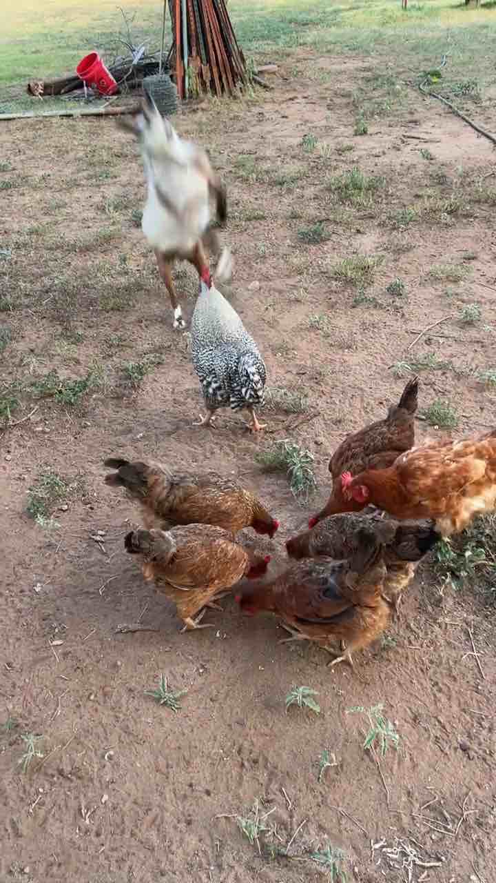 Chicken and goat fighting 🤣🤣🤣