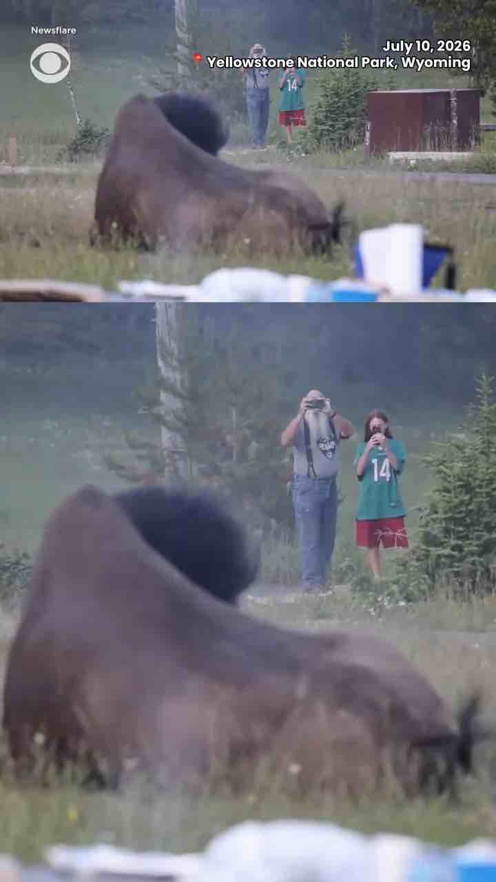Bison launches man high into the air in Yellowstone National Park