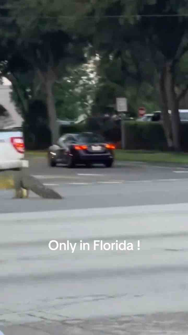 Alligator crossing a road full of cars in Orlando, Florida, USA