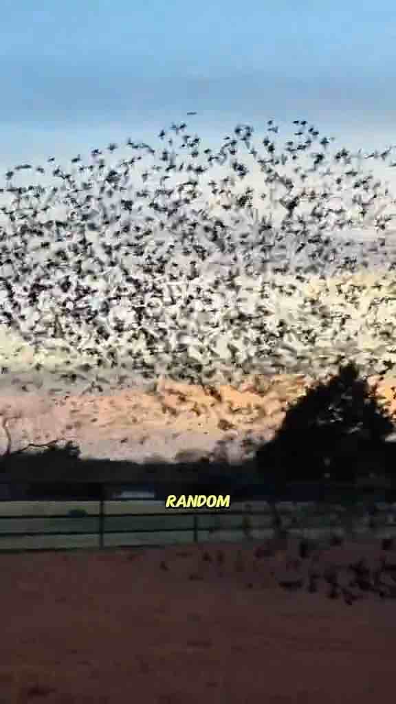 Video about Starling birds murmurations, how they’re done