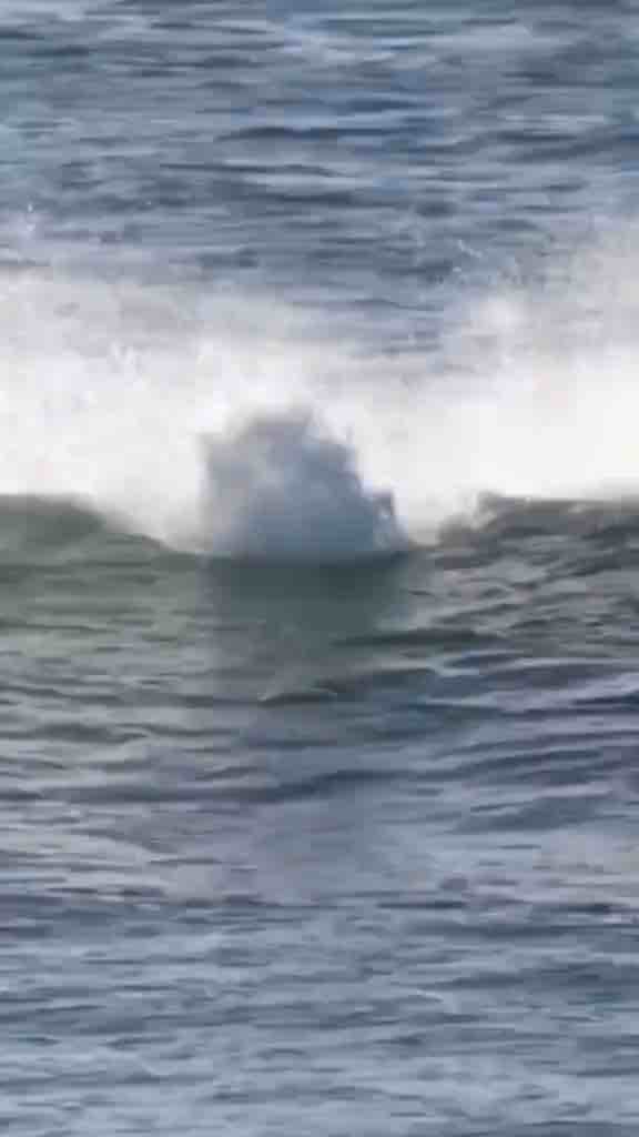 Dolphin purposely knocks surfer off board (song: Get Back by Ludacris)