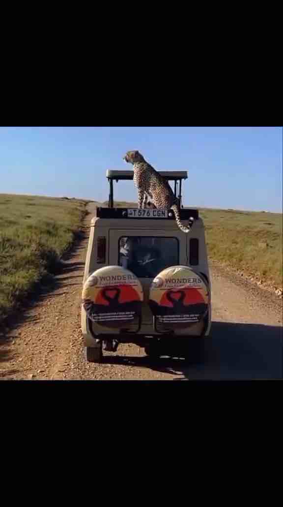 Cheetah jumps on safari vehicle in Kenya 🐆