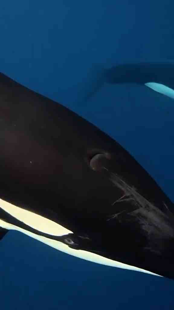 Seeing orcas in the ocean off the coast of Walsall in the United Kingdom and hearing the sound they make 🫡