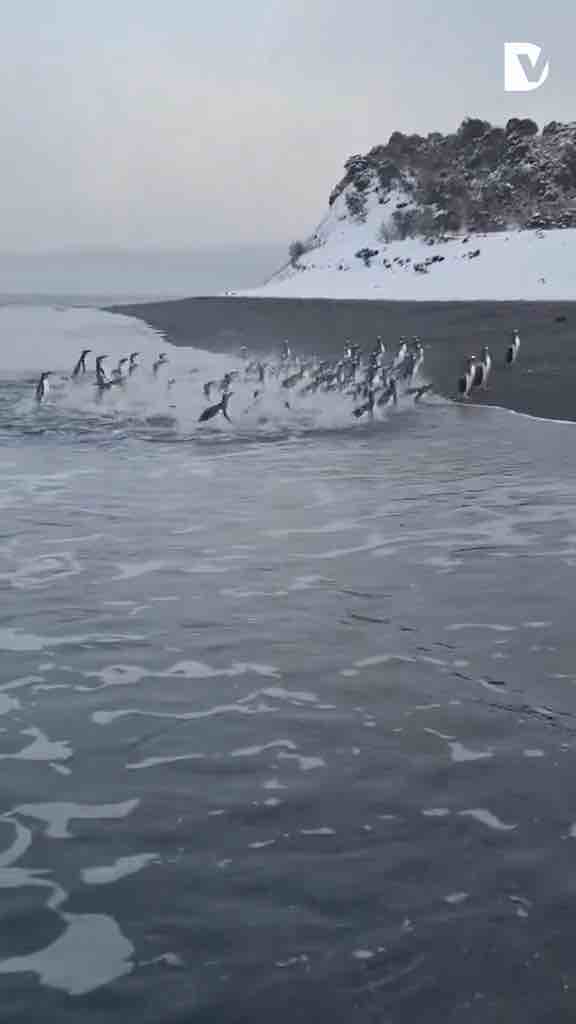 Colony of penguins reaches Tierra Del Fuego in Argentina ❤️🐧