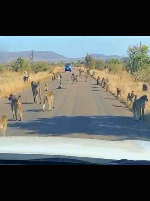 Leopard tries to hunt a baboon but gets beaten by a troop of baboons