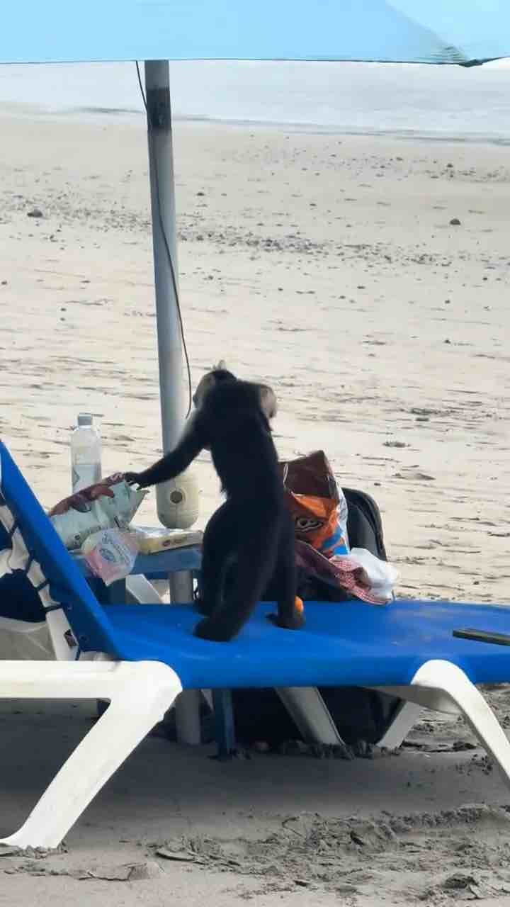 Monkey steals Cheetos on Costa Rican beach 🤣