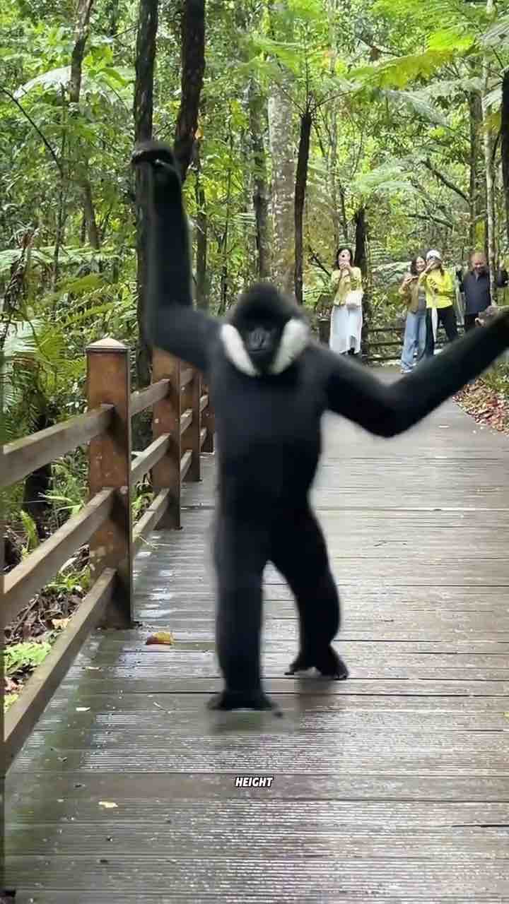 Gibbons expertly swinging across trees, they also like to hug and swing their arms while walking
