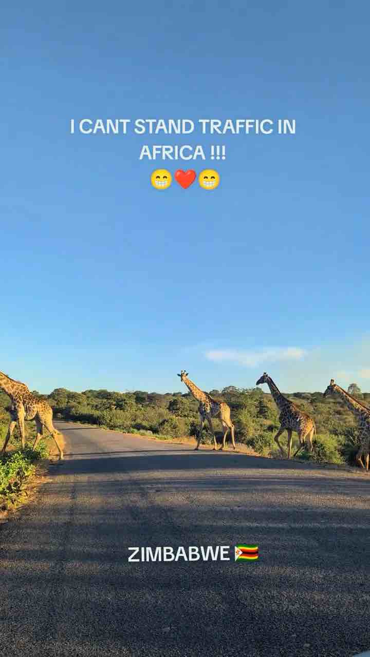 Giraffes crossing road in Zimbabwe 🦒
