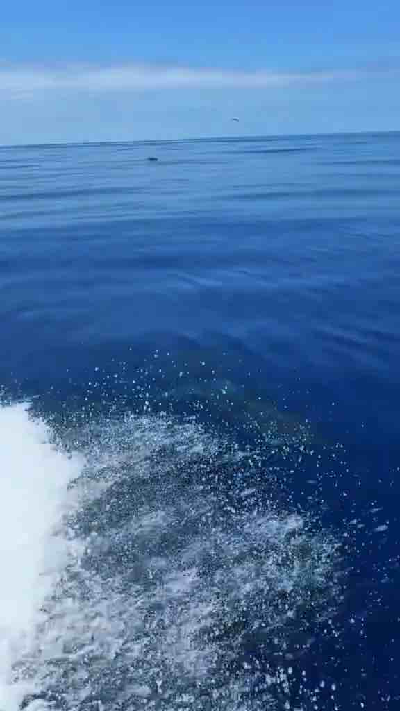 Dolphins swimming in the waters of Madeira