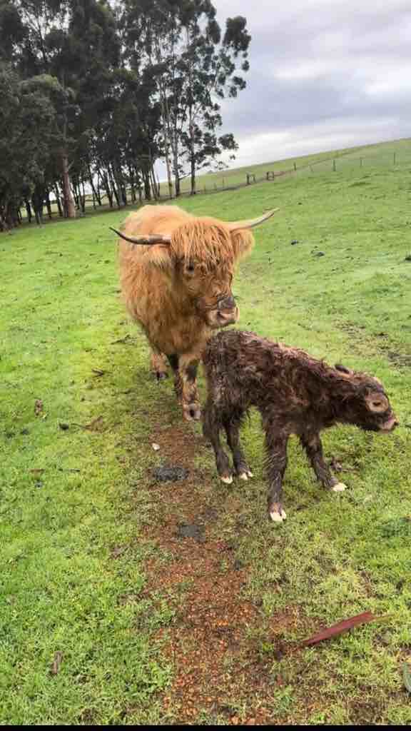 Cow and her new born baby ❤️
