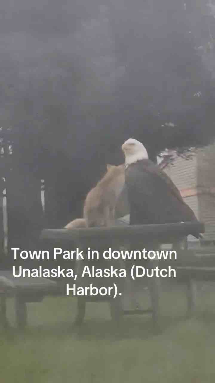 Eagle bigger than a fox sitting with fox on a table in Unalaska, Alaska (Dutch Park)