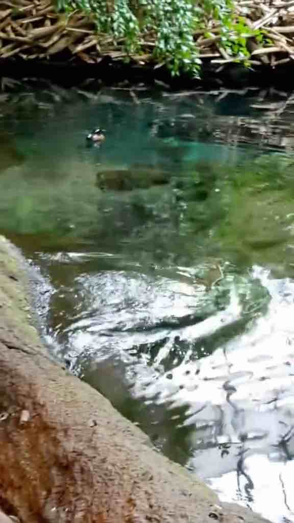 Beaver gets last branch for dam he’s building