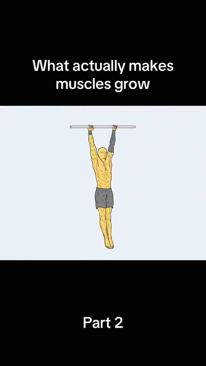 How Makes Muscles Grow Video Illustration Part 2
