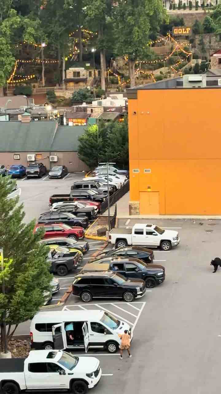 Bear at shopping center in Gatlinburg 😂