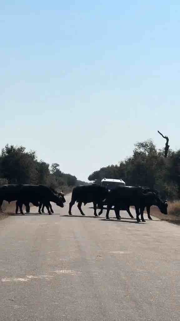 Kruger National Park in Mbombela (AKA Nelspruit), South Africa with animals including the springboks, leopards, hyenas, lions, buffaloes, giraffes, hippoes, baboons, elephants and zebras