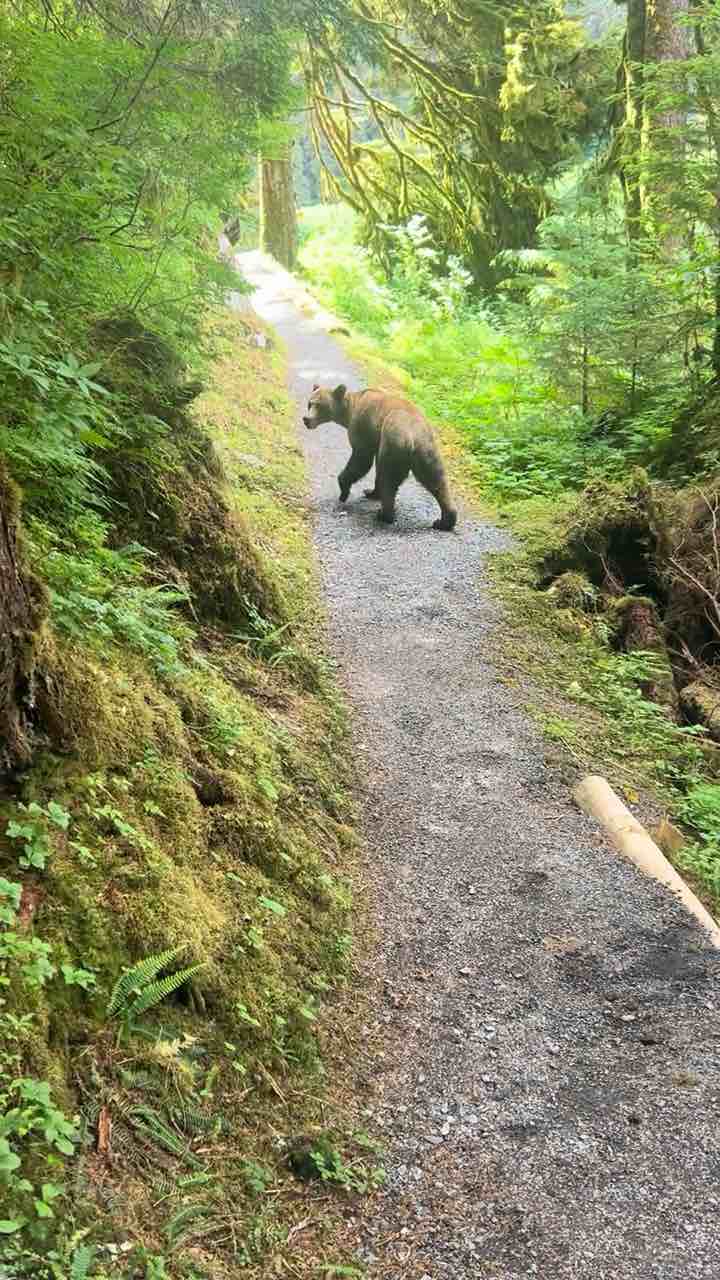 Encounter with bear in the woods