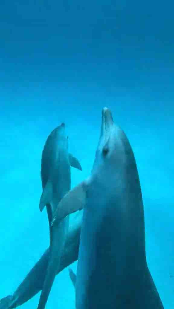Dolphins swimming in the waters of Zanzibar, Tanzania in the Indian Ocean