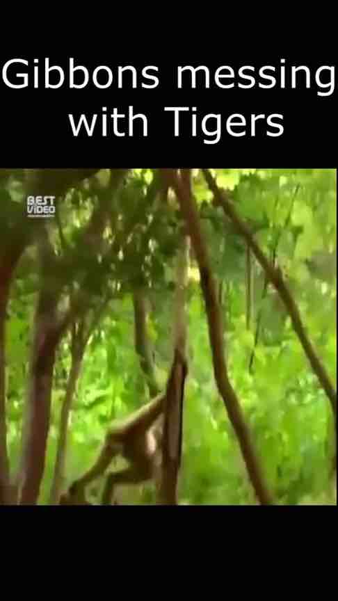 Gibbons messing with (pranking) tigers 🤣🤣🤣