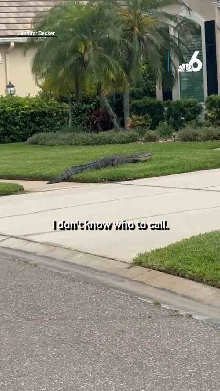 Massive alligator in Florida neighbourhood walking around and even goes by house door