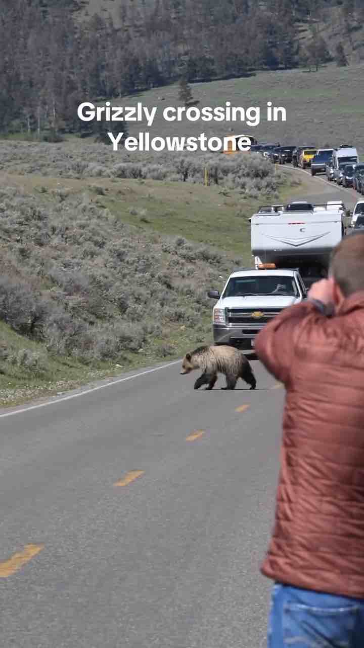 Grizzly bear crossing road in Yellowstone National Park