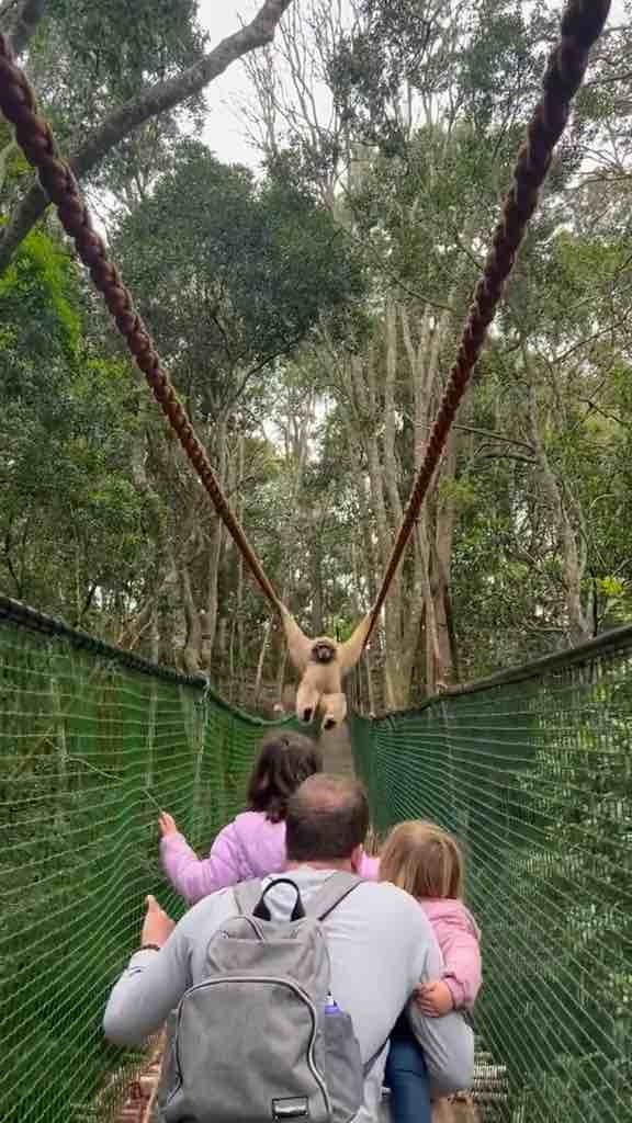 Gibbon swings over a family while crossing a bridge