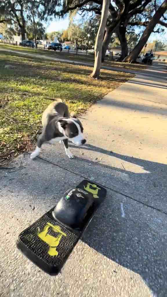 Cute bull dog driving onewheel skateboard in Florida