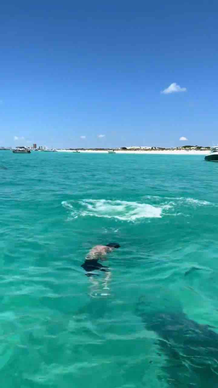 Swimming with a dolphins in Panama 😂❤️