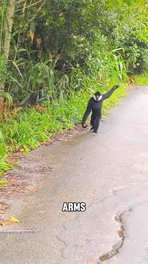 Facts about gibbons including the golden hair on the females, their long arms and them playing pranks