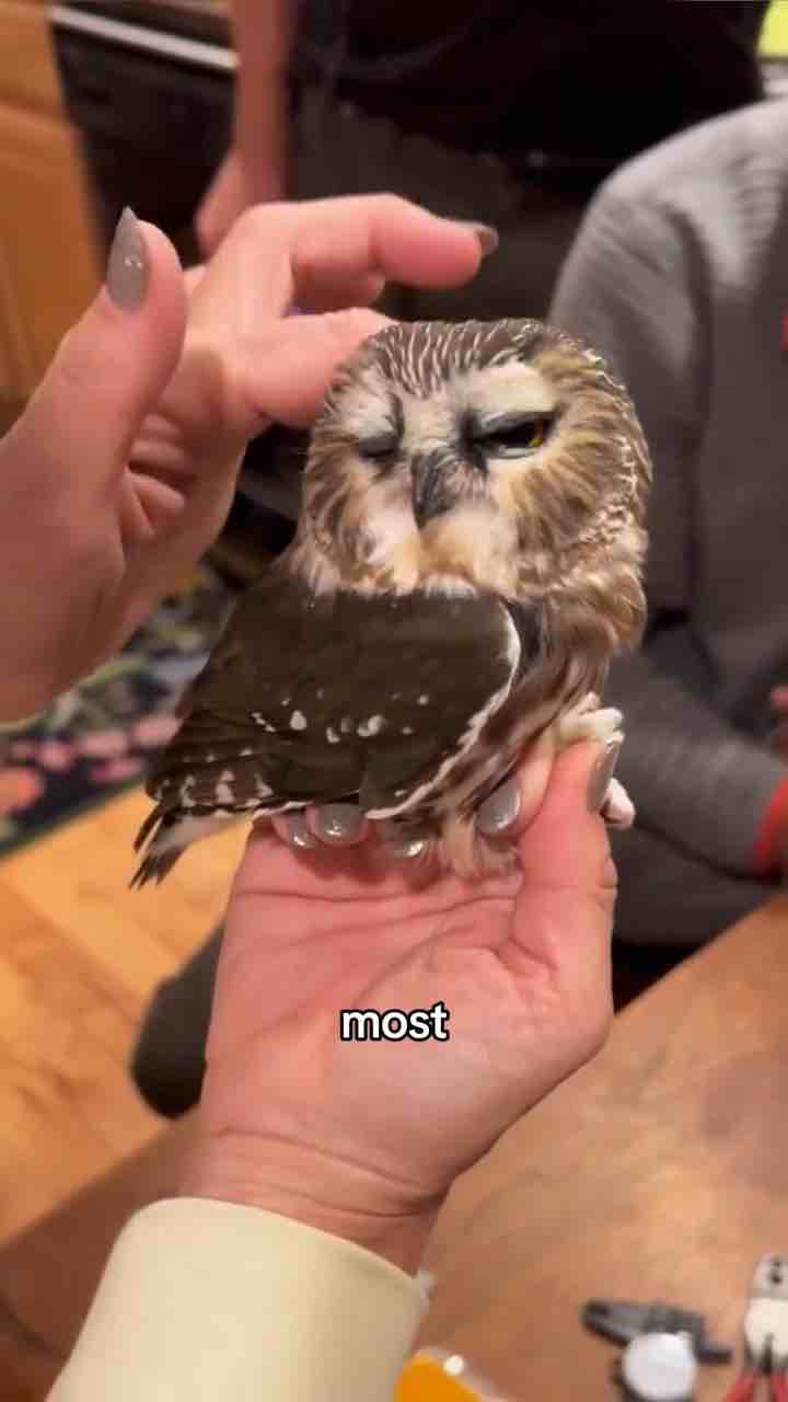 Facts about owls: these things are pretty AF (as flowers)