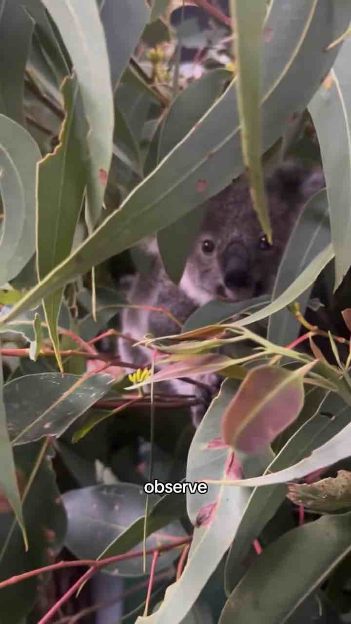The truth about koalas