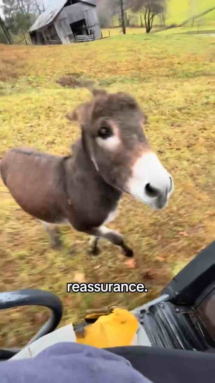Facts about donkeys including the deep bonds they form and reaponses under stress