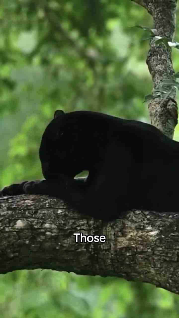 What people call a black panther is actually a black leopard or a black jaguar