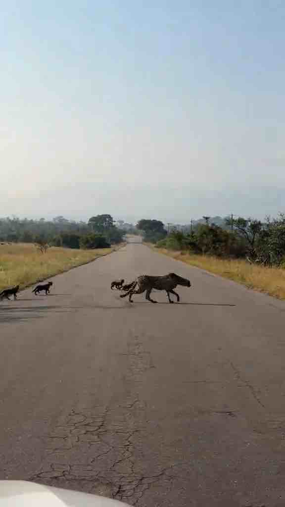 Cheetah and her cubs crossing road in Kruger National Park, South Africa