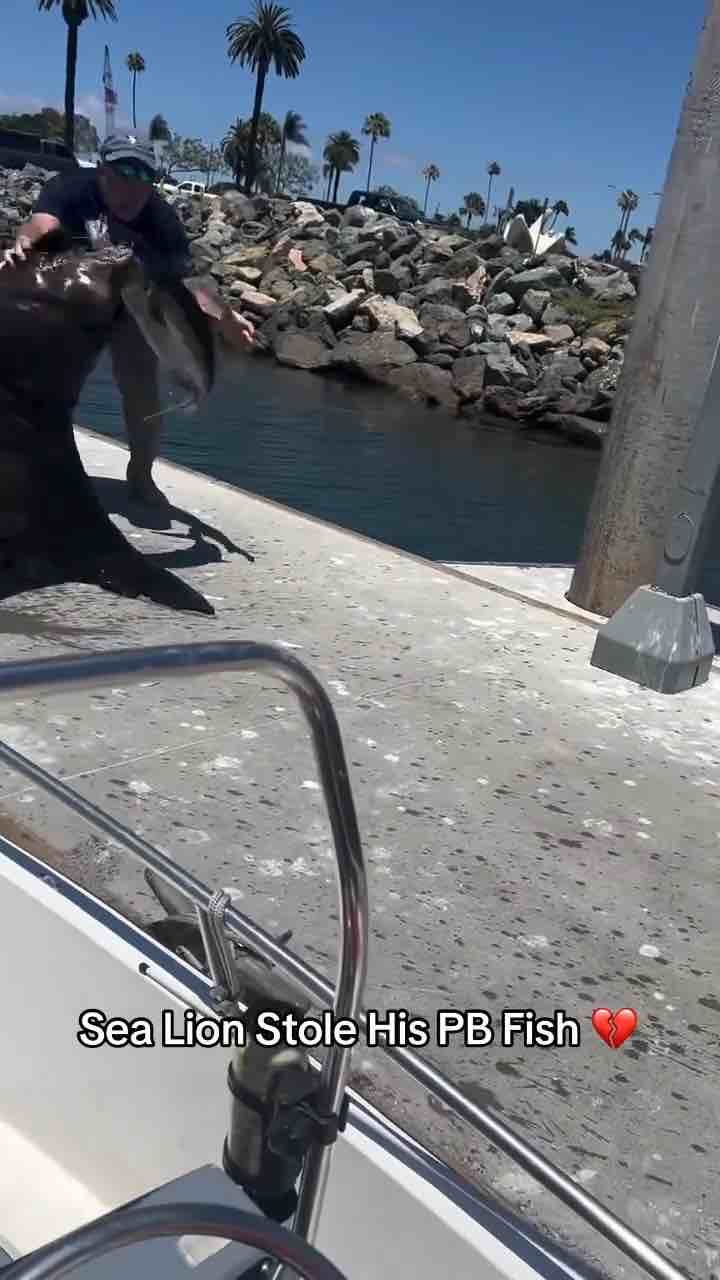 Sea lion robs man of his fish then man throw tantrum