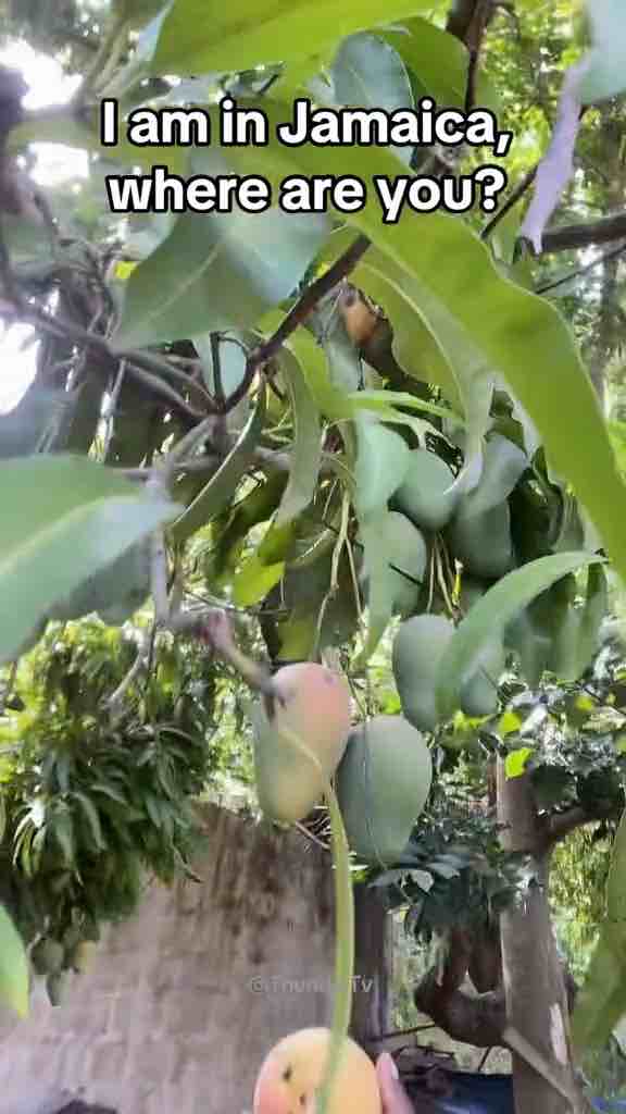 I am in Jamaica where are you - original - by @thundertv___