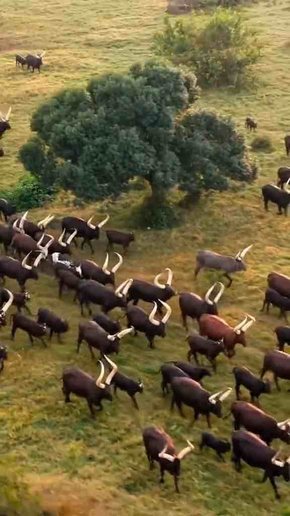 Uganda’s iconic Ankole Longhorn cattle are famous for their long horns that can grow up to 8 feet from tip to tip