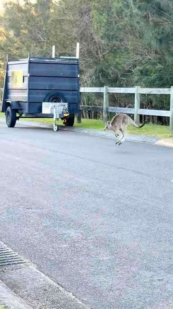 Kangaroos just chillin and hopping in an Australian neighbourhood