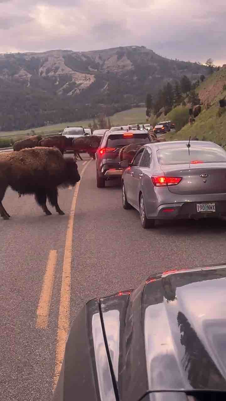 Bison’s interrupted by cars in their way