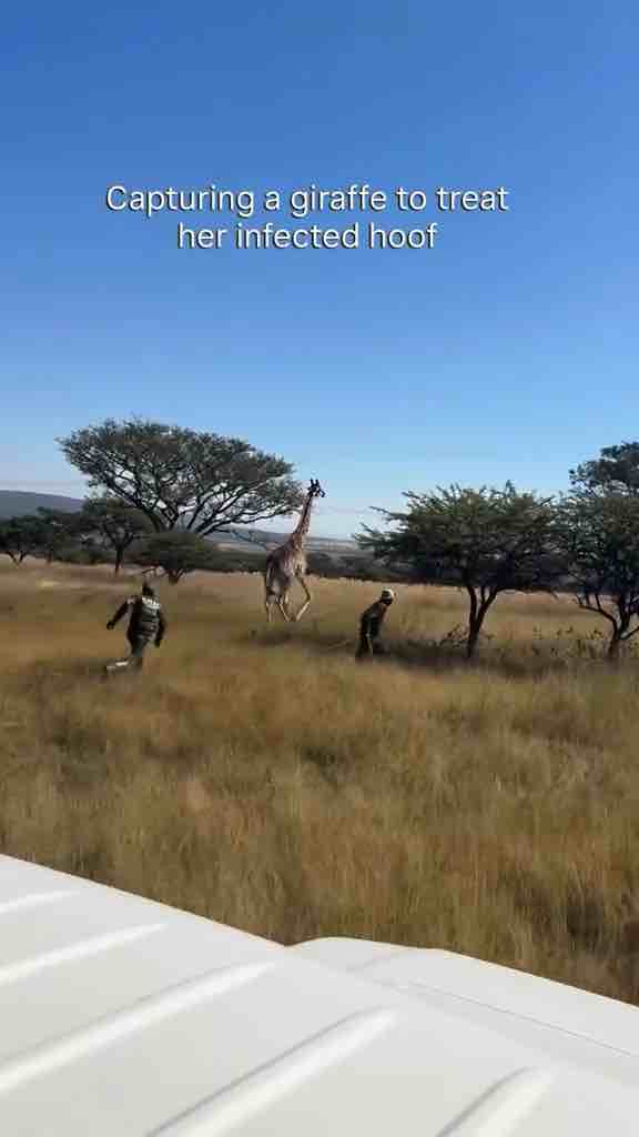 Capturing a giraffe to treat her infected foot
