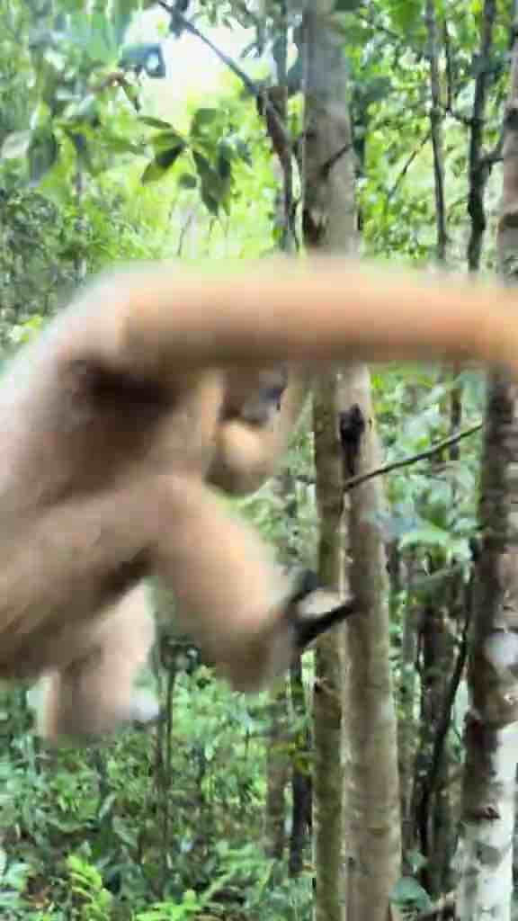 Female gibbons have a golden colour